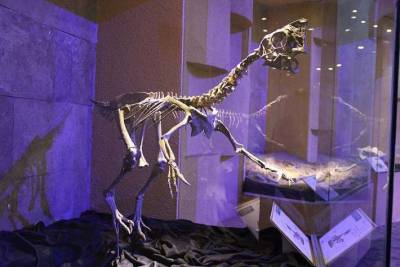 В Китае обнаружены окаменелые останки динозавра, сидящего на кладке яиц