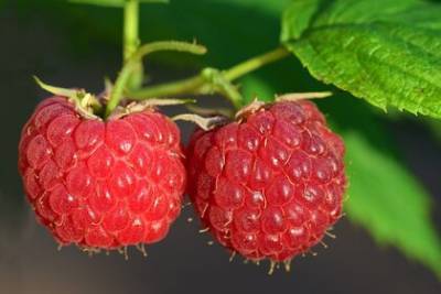 Раскрыта способная защитить от смертельной болезни ягода