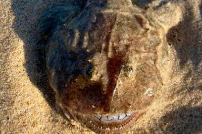 На пляже нашли загадочное существо с идеально белыми зубами