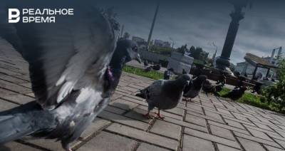 Профессор КФУ рассказал, стало ли в Казани стало меньше голубей