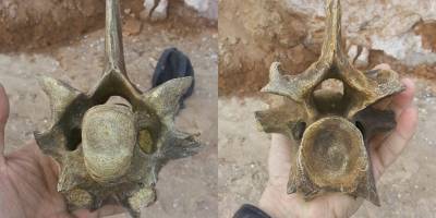 Палеонтолог из Одессы нашел позвонок степного зубра или шерстистого носорога - Фото - ТЕЛЕГРАФ