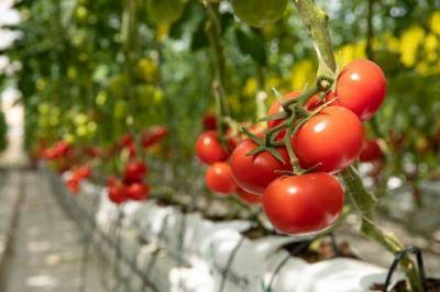 Какие помидоры можно сажать в теплице?
