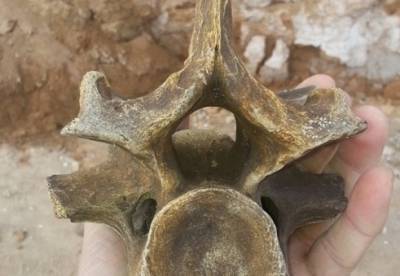 На берегу Черного моря найдены останки доисторического животного (фото)