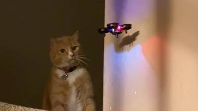 Схватка кота с мини-дроном попала на видео в США