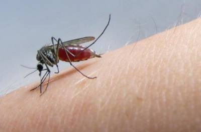 Из-за каких продуктов и напитков комары жалят чаще всего