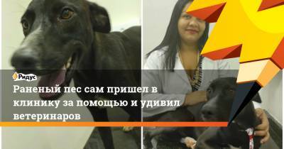 Раненый пес сам пришел в клинику за помощью и удивил ветеринаров