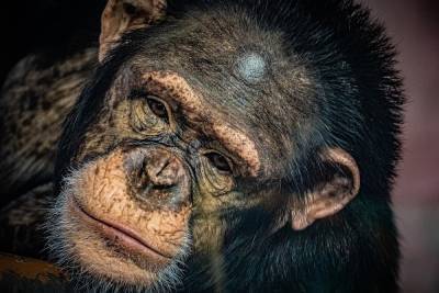 Красноярский зоопарк открыл вольер с обезьянами
