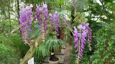 В Ботаническом саду зацвели японские глицинии