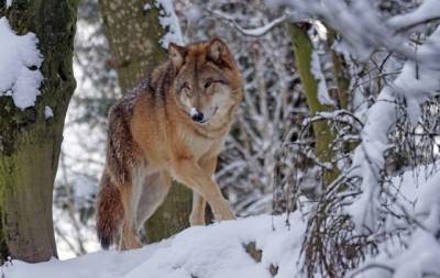 В Кузбассе волки напали на домашний скот