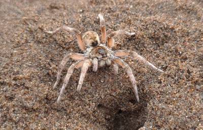 Ученые обнаружили тарантулов на сахалинских пляжах