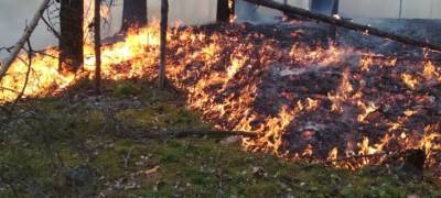 Глава Карелии утвердил сводный план тушения лесных пожаров