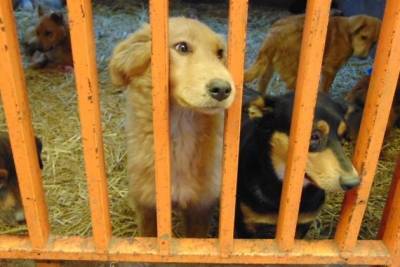Суд в Краснокаменске обязал администрацию создать приют для бездомных животных