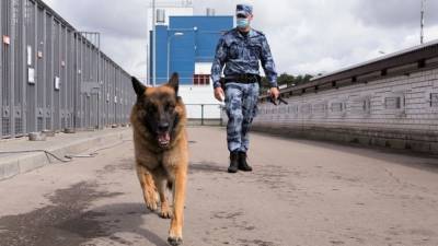 Петербургские кинологи обучат собак искать расчлененные тела