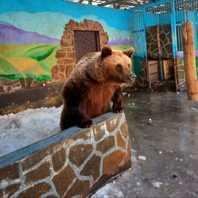 В Липецком зоопарке проснулись медведи Миша и Маша. Весна не за горами?