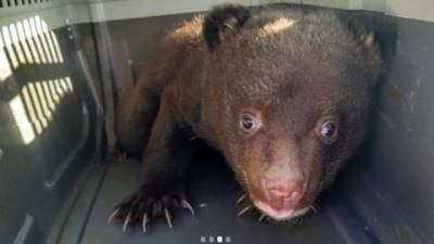 В Приморском крае у дороги найден медвежонок