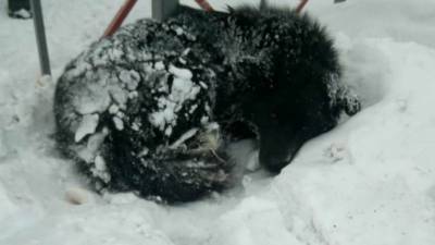 В Уфе избитая собака умирает на морозе