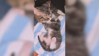 Маму-кошку разлучили с котёнком на время болезни, и видео с их следующей встречей растрогает любого