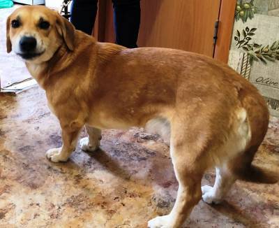 В Челябинской области будут судить хозяйку пса, укусившего ребенка во дворе дома