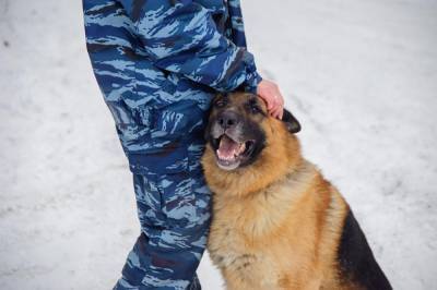 В Петербурге полицейских собак научат находить расчлененные тела разной степени разложения