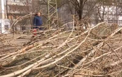 Прячьте авто и обходите деревья стороной: в Украине объявили желтый уровень опасности