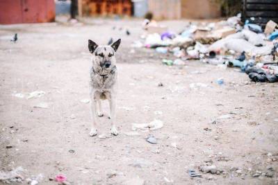 Иркутская компания Пять звёзд отловит бездомных собак в районе Машзавода