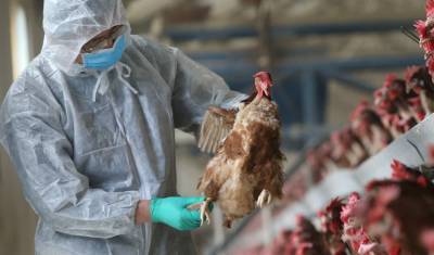Попова не исключает, что птичий грипп начнет распространяться среди людей