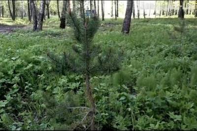В Тверской области уничтожили памятный сад