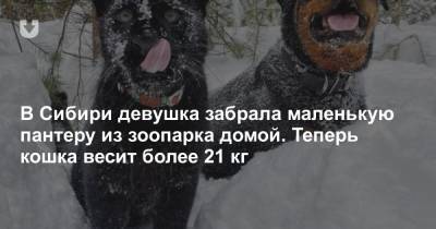 В Сибири девушка забрала маленькую пантеру из зоопарка домой. Теперь кошка весит более 21 кг