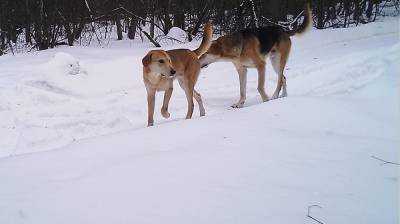 Бродячие собаки начали наступление на Воронежский биосферный заповедник