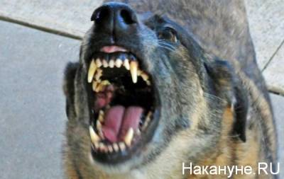 На Южном Урале будут судить хозяйку собаки, откусившей часть губы шестилетнему ребенку