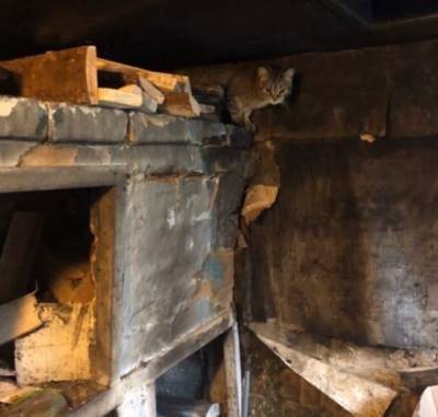 В челябинском приюте для животных заживо сгорели 12 кошек. Зоозащитники винят друг друга