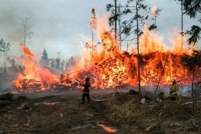 Прокуратура Бурятии нашла нарушения в работе агентства лесного хозяйства