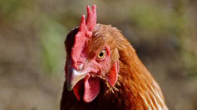Национальный союз птицеводов призвал россиян не бояться птичьего гриппа