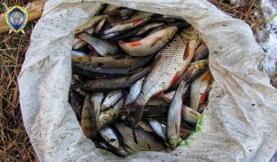 Ущерб природе – более 50 000 рублей. В Островецком районе браконьер выловил 729 особей рыбы