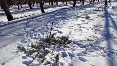 В парке в Тверской области вандалы уничтожили сосны, посаженные в память о погибших героях войны