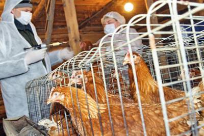 Инфекционист оценил угрозу распространения птичьего гриппа нового типа в России
