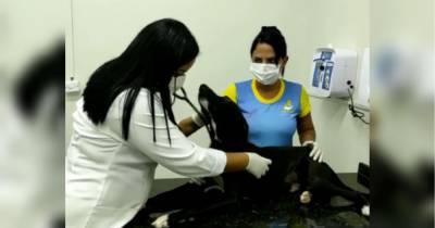 Бродячая собака сама пришла в ветеринарную клинику и получила бесплатную медицинскую помощь