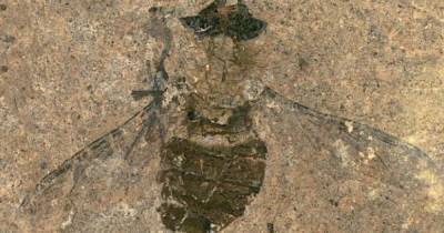 Доисторическая обжора. Ученые впервые увидели содержимое желудка мухи возрастом 47 млн лет
