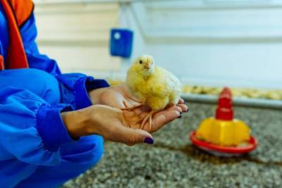 Как производителям мяса птицы повысить рентабельность производства?