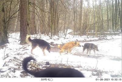 Бродячие собаки стали угрожать Воронежскому биосферному заповеднику
