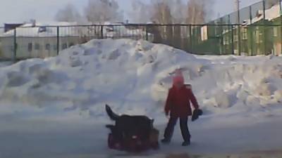 В Новосибирске до сих пор не поймали агрессивную собаку, напавшую на ребенка
