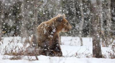 В Приморском крае спасли найденного в лесу медвежонка
