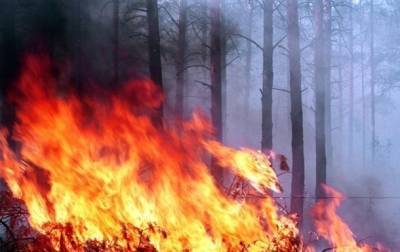 В Херсонской области горят днепровские плавни