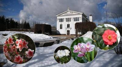Выставка орхидей и азалий в Старой фондовой оранжерее ГБС РАН зимой 2021 года
