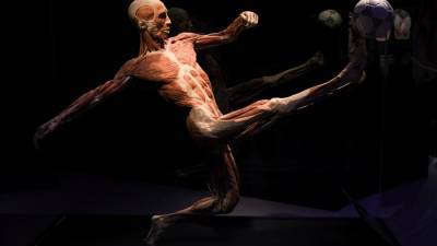 Москва онлайн покажет экскурсию по выставке "BODY WORLDS: цикл жизни" - m24.ru - Москва