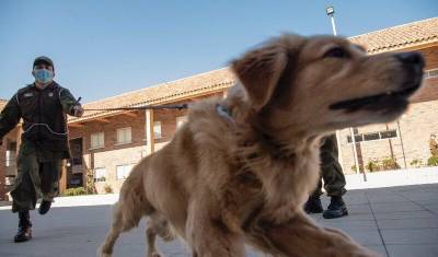 Служебных собак в Петербурге учат искать расчлененные трупы