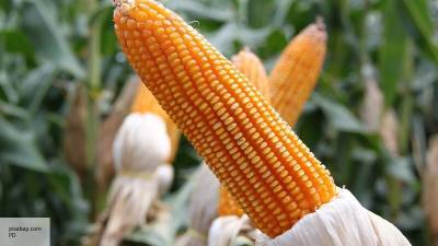 Россия может оставить американских фермеров без кукурузы – The Trumpet