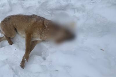 В Узловой был подстрелен бездомный пес