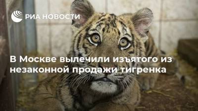 В Москве вылечили изъятого из незаконной продажи тигренка