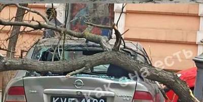 Непогода в Одессе: на Пастера дерево «грохнуло» по припаркованному авто (фото)